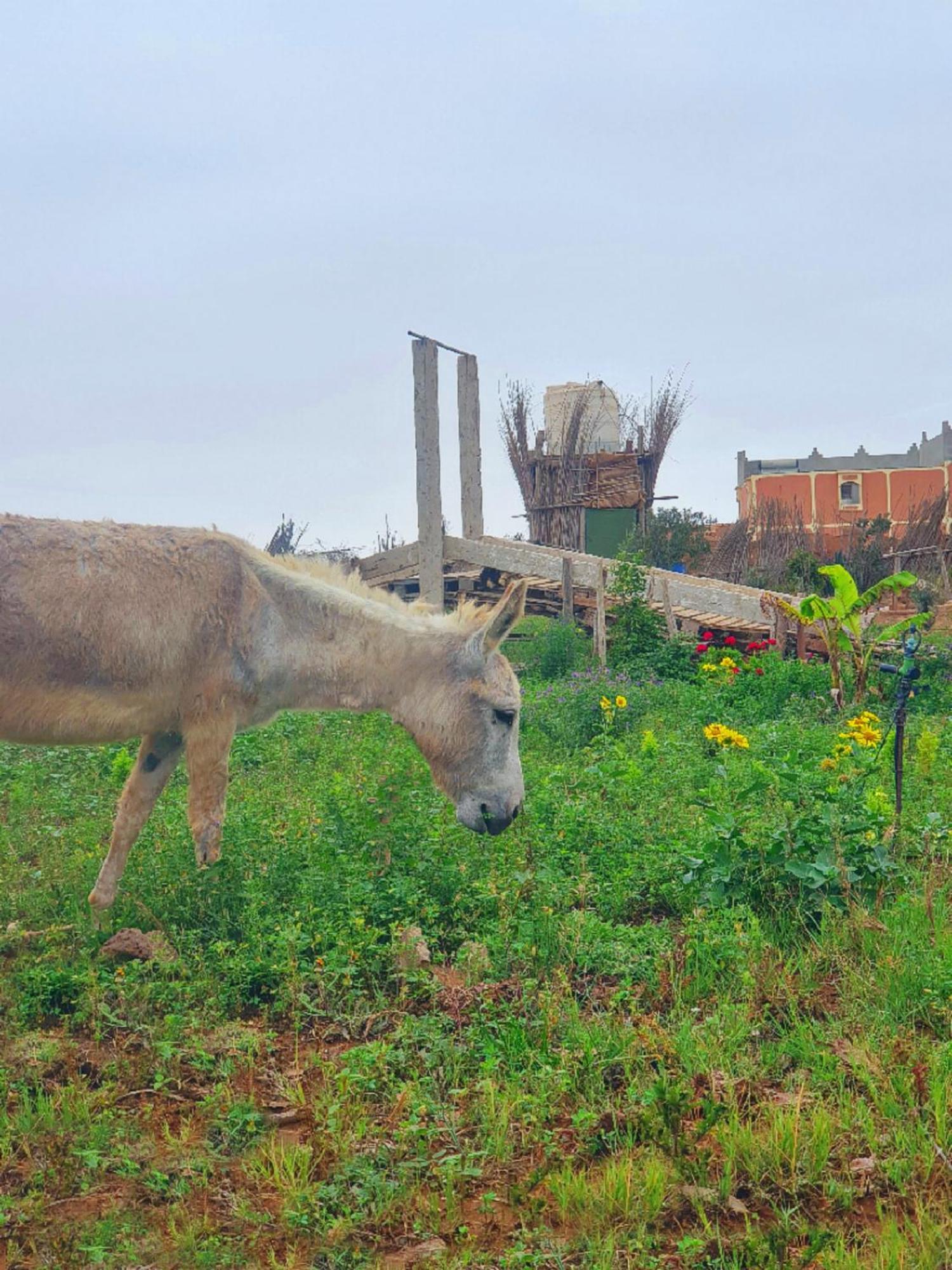 L'Experience Berbere Villa อกาดีร์ ภายนอก รูปภาพ